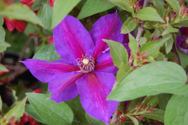 Clematis 'Mrs. N. Thompson' (Клематис Мистър Томпсън)