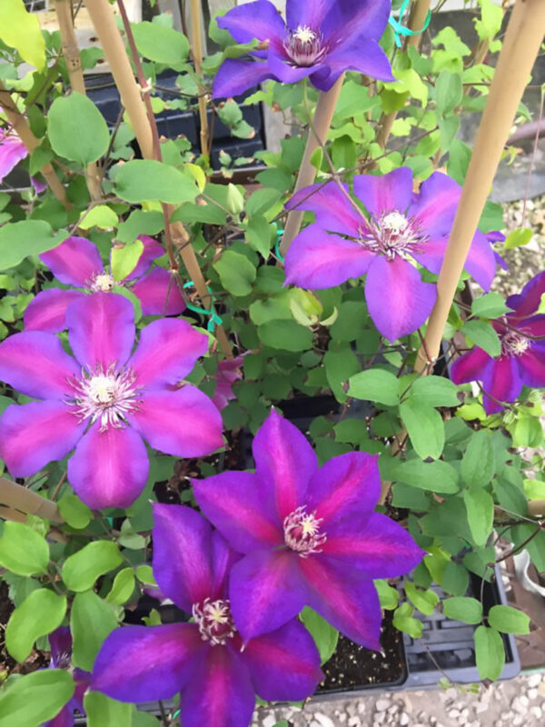 Clematis 'Mrs. N. Thompson' (Клематис Мистър Томпсън)