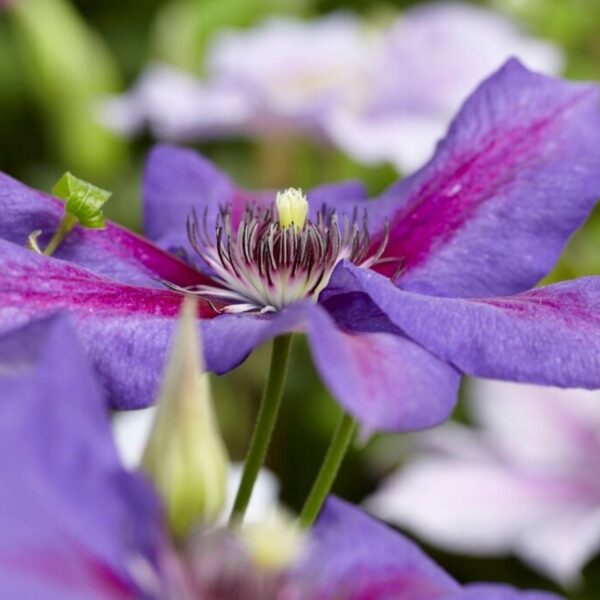 Clematis 'Mrs. N. Thompson' (Клематис Мистър Томпсън)