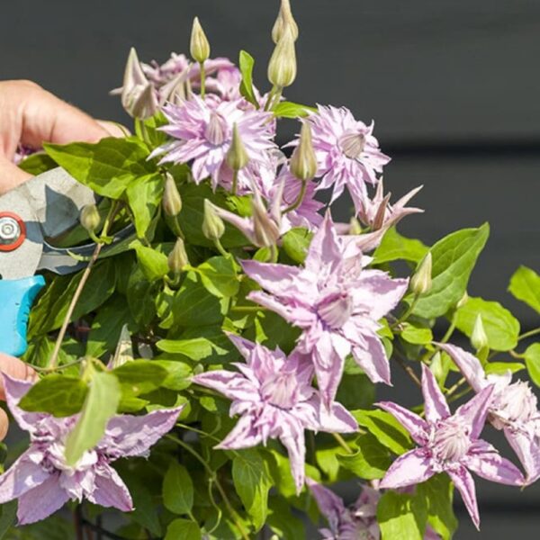 Clematis 'Multi Pink' е красив катерлив сорт с многослойни, розови цветове, които създават ефектен и нежен вид. Цъфти обилно през пролетта и лятото, като добавя елегантност на огради, перголи и стени. Този сорт предпочита слънчеви места и добре дренирани почви, лесен е за отглеждане и поддръжка.