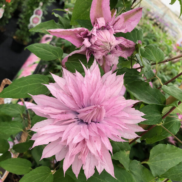 Clematis 'Multi Pink' е красив катерлив сорт с многослойни, розови цветове, които създават ефектен и нежен вид. Цъфти обилно през пролетта и лятото, като добавя елегантност на огради, перголи и стени. Този сорт предпочита слънчеви места и добре дренирани почви, лесен е за отглеждане и поддръжка.