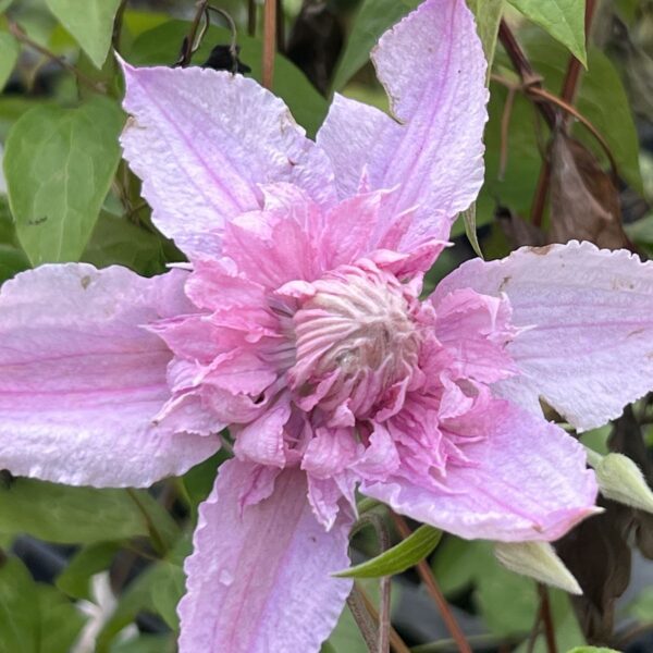 Clematis 'Multi Pink' е красив катерлив сорт с многослойни, розови цветове, които създават ефектен и нежен вид. Цъфти обилно през пролетта и лятото, като добавя елегантност на огради, перголи и стени. Този сорт предпочита слънчеви места и добре дренирани почви, лесен е за отглеждане и поддръжка.