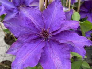 Clematis 'The President'