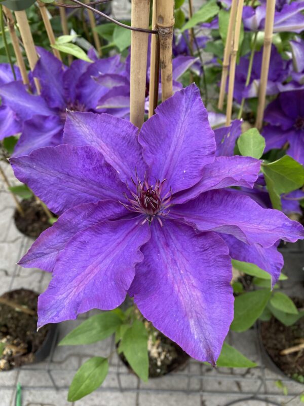 Clematis 'The President'