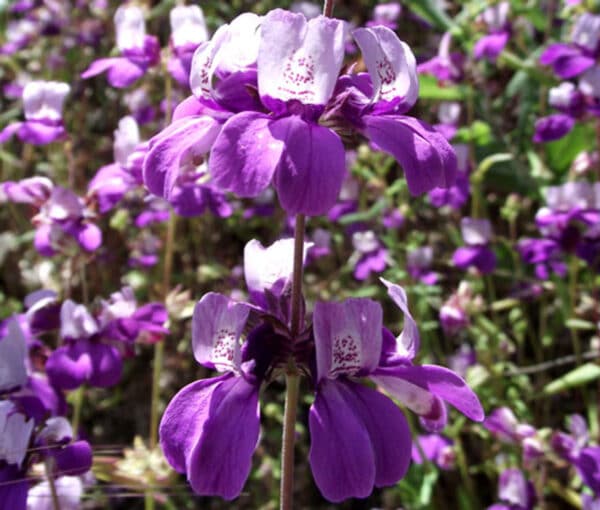 Collinsia heterophylla (Колинзия хетерофила) - Image 2