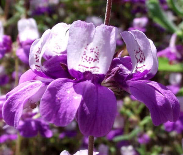 Collinsia heterophylla (Колинзия хетерофила)