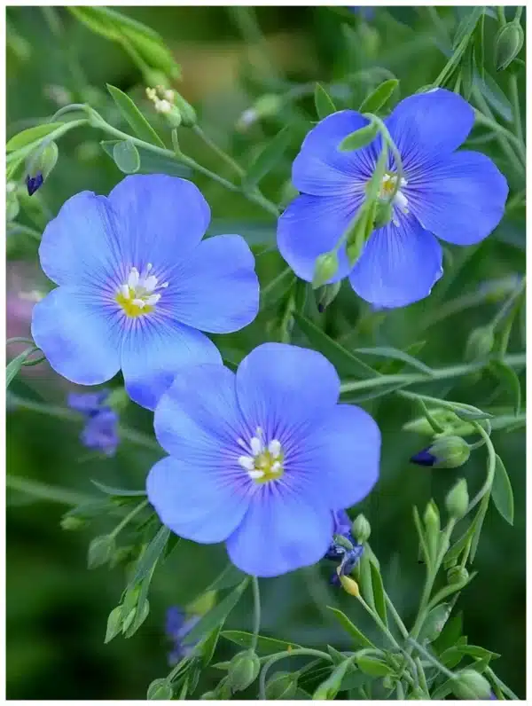 Linum perenne 'Saphir' (Лен Сапфир)