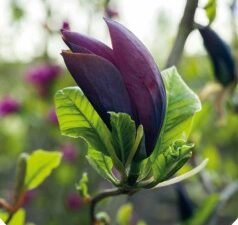 Magnolia liliiflora 'Nigra' (Магнолия лилифлора Нигра)