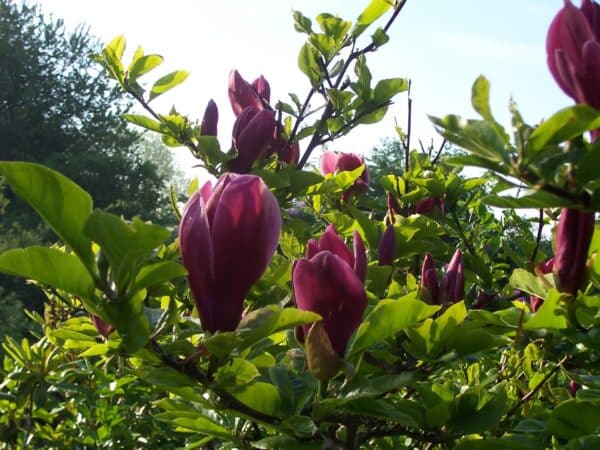 Magnolia liliiflora 'Nigra' (Магнолия лилифлора Нигра)