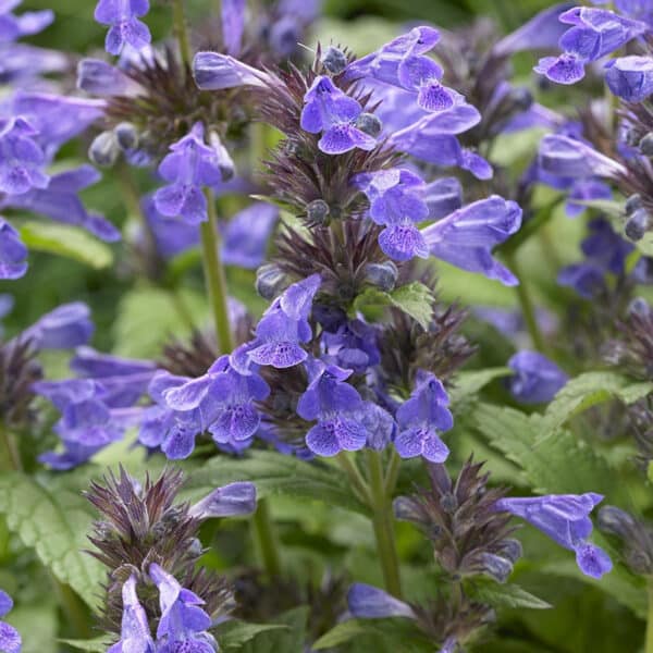 Nepeta kubanica Neptune (Непета Нептун)