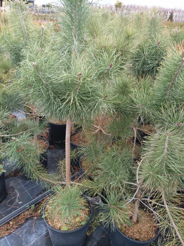 Pinus nigra (Пинус Нигра)