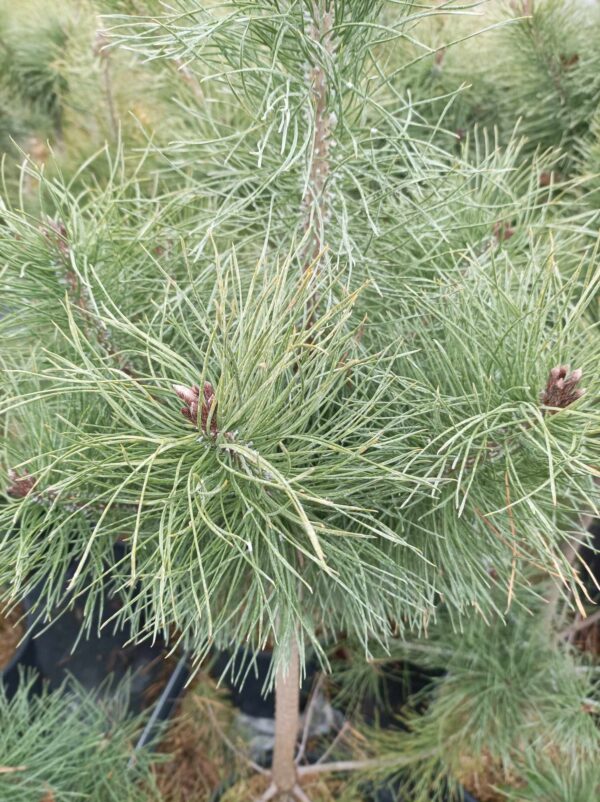 Pinus nigra (Пинус Нигра) - Image 2