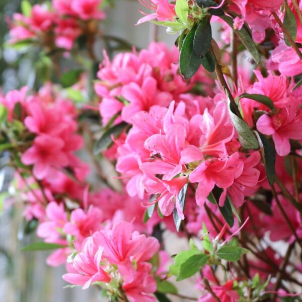 Rhododendron Anne Frank(Рододендрон Анна Франк)