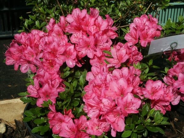 Rhododendron Anne Frank(Рододендрон Анна Франк) - Image 4