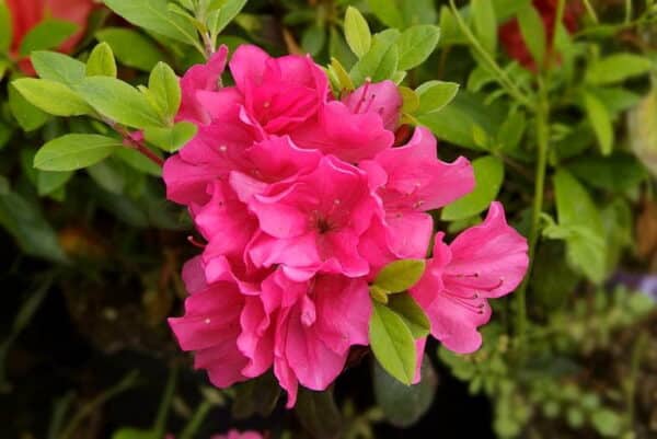 Rhododendron Canzonetta(Рододендрон Канцонета) - Image 4