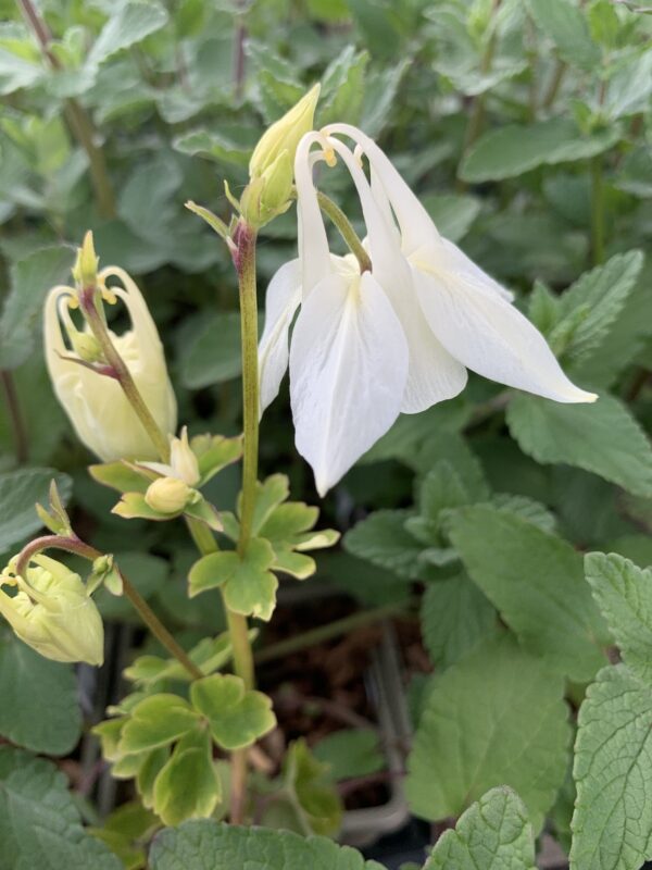 Aquilegia White Аквилегия бяла