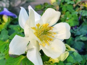 Aquilegia White Аквилегия бяла