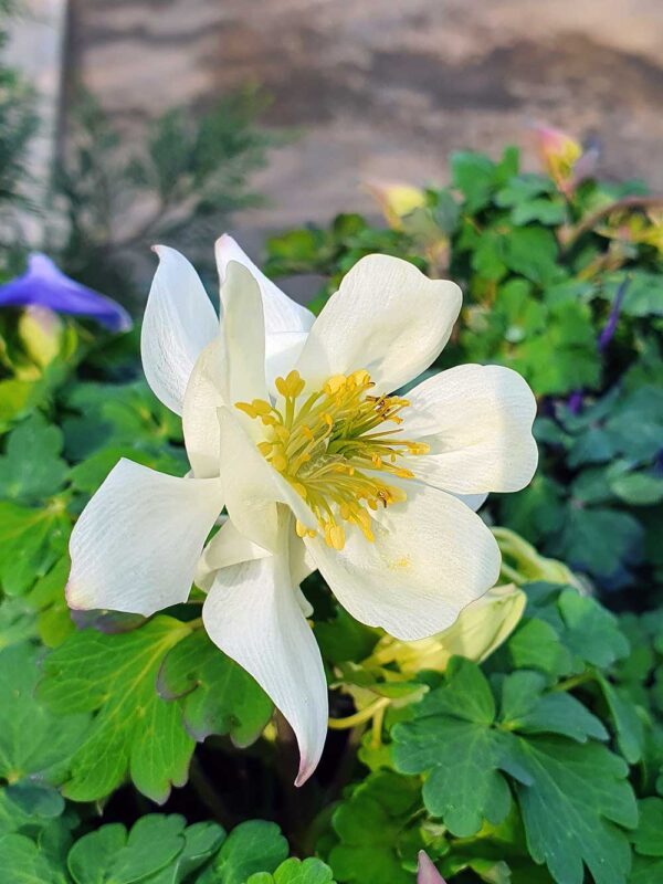 Aquilegia White Аквилегия бяла