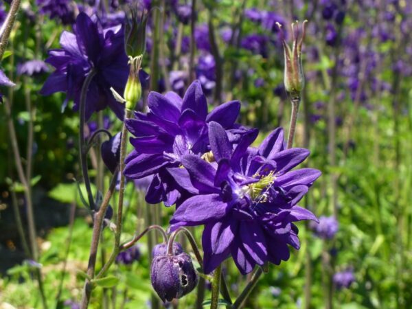 Aquilegia vulgaris Blue Barlow(Аквилегия син Бърлоу)-