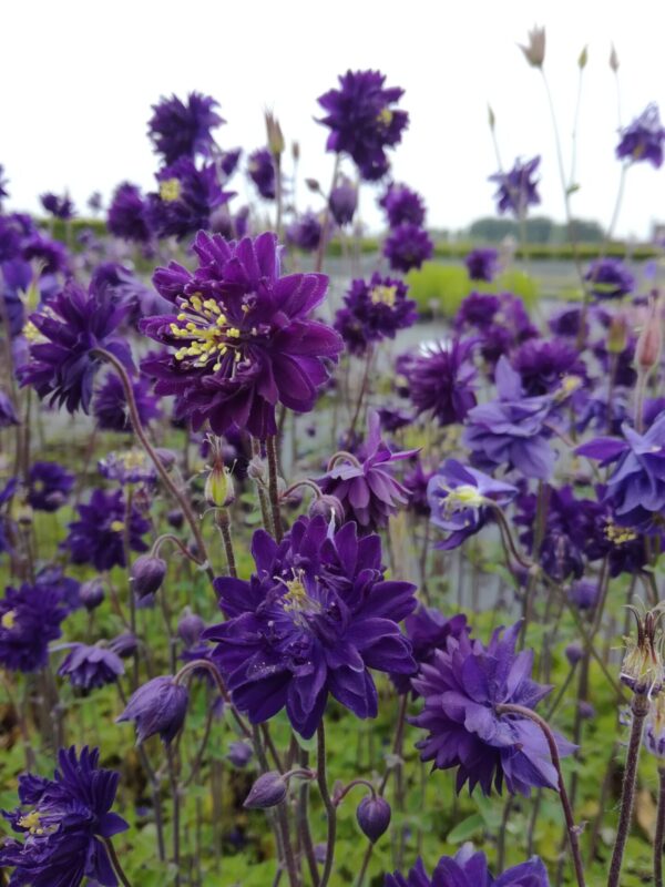 Aquilegia vulgaris Blue Barlow(Аквилегия син Бърлоу)-