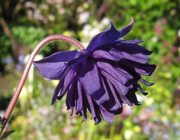 Aquilegia vulgaris Blue Barlow(Аквилегия син Бърлоу)-