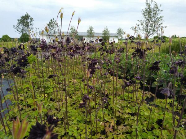 Aquilegia Black Barlow(Аквилегия черен Барлоу)