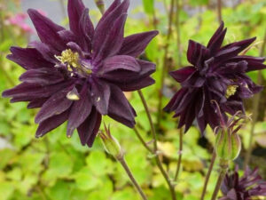 Aquilegia Black Barlow(Аквилегия черен Барлоу)