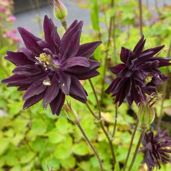 Aquilegia Black Barlow(Аквилегия черен Барлоу)