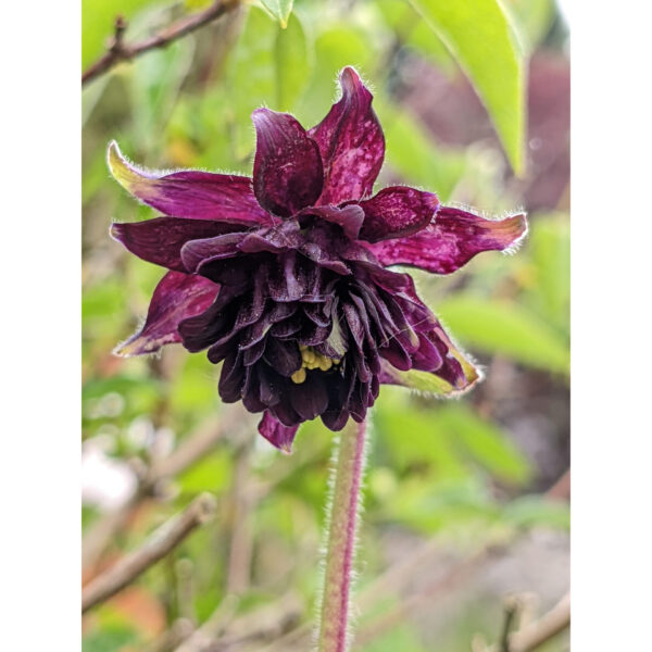 Aquilegia Black Barlow(Аквилегия черен Барлоу)