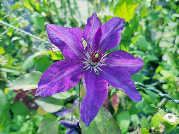 Clematis 'The President'