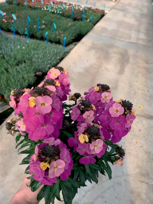 Erysimum ‘Leya Rainbow Glow’ (Шибой Дъга)