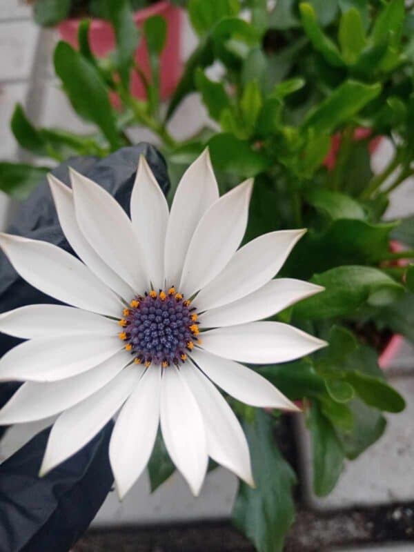 Остеоспермум Бял (Osteospermum White)