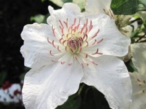 Clematis 'Destiny' (Клематис 'Съдба')