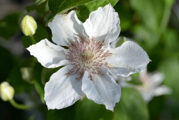 Clematis 'Destiny' (Клематис 'Съдба')