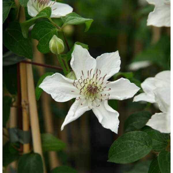 Clematis 'Destiny' (Клематис 'Съдба')