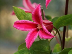 Clematis 'Princess Diana' (Клематис 'Принцеса Диана') е елегантен катерещ клематис с камбановидни, розови цветове и жълти тичинки.