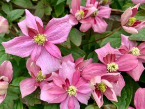 Clematis montana ‘Broughton Star’ – Клематис Монтана „Браутън Стар“