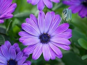 Osteospermum ‘Power Blue’ (Остеоспермум Силно синьо)