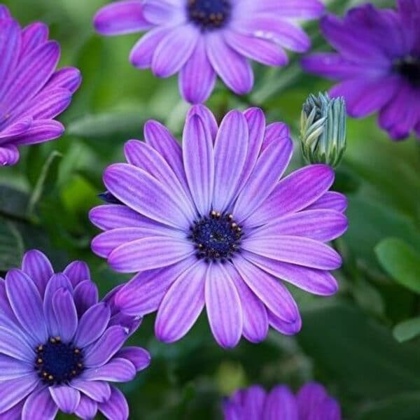 Osteospermum ‘Power Blue’ (Остеоспермум Силно синьо)