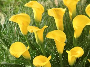 Zantedeschia Gold Label