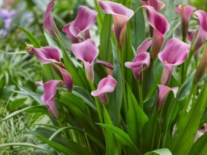 Zantedeschia Grape Velvet