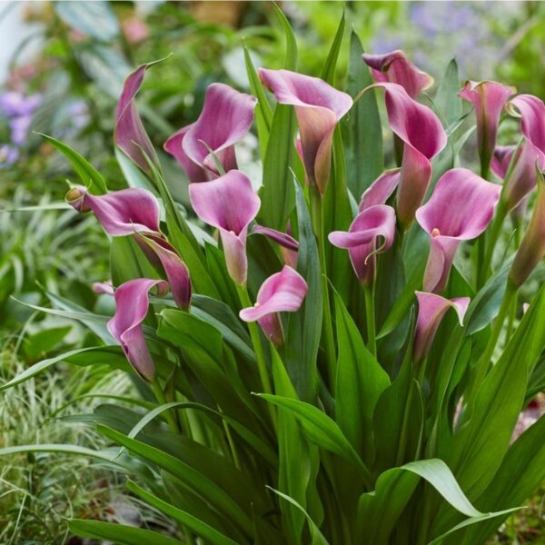 Zantedeschia Grape Velvet