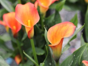 Кала Сутрешно слънце (Zantedeschia Morning Sun)