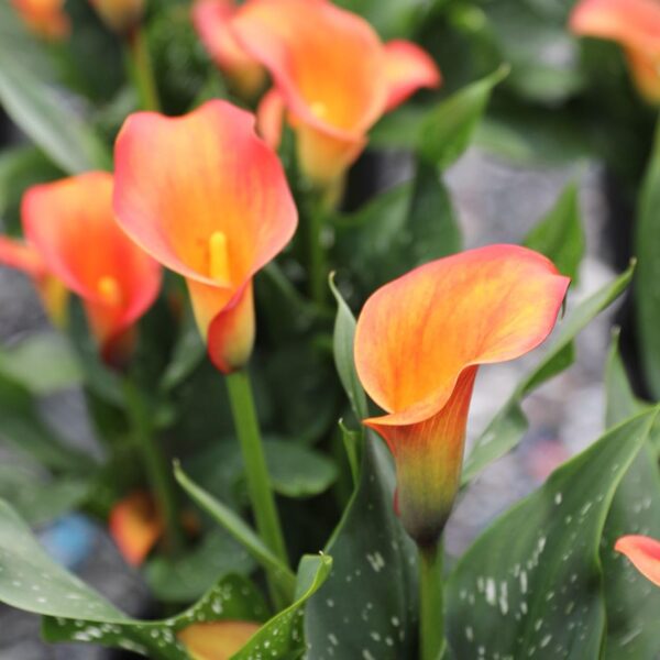 Кала Сутрешно слънце (Zantedeschia Morning Sun)