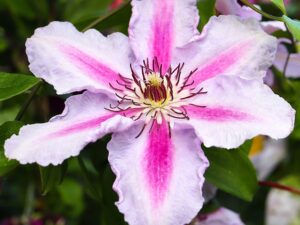 Clematis ‘Tudor’(Клематис Тюдор)