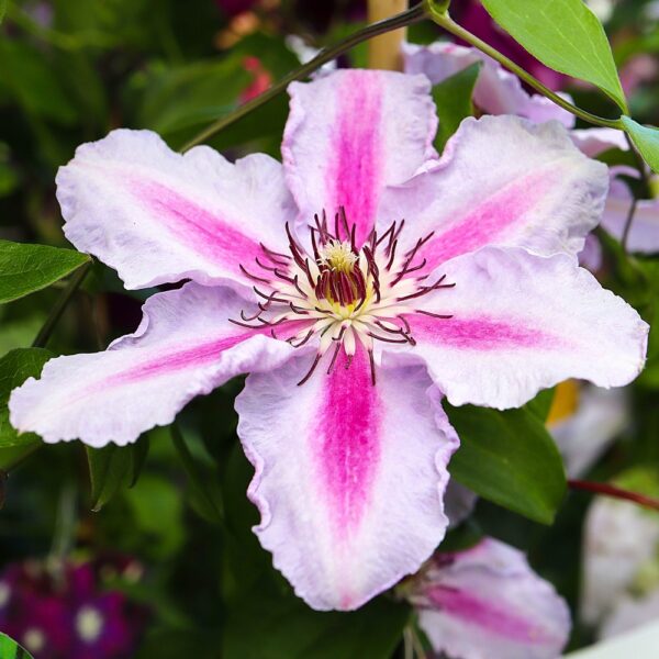 Clematis ‘Tudor’(Клематис Тюдор)