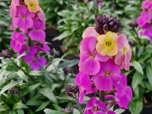 Erysimum cultivars Leya Rainbow Glow c шибой дъга