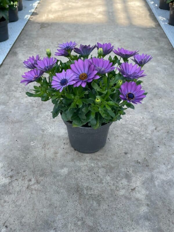 Osteospermum ‘Power Blue’ (Остеоспермум Силно синьо)