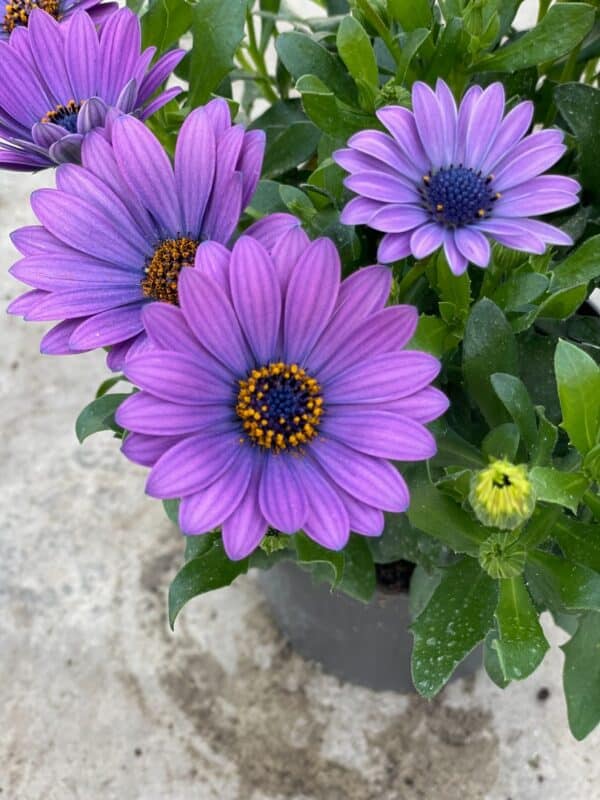 Osteospermum ‘Power Blue’ (Остеоспермум Силно синьо)