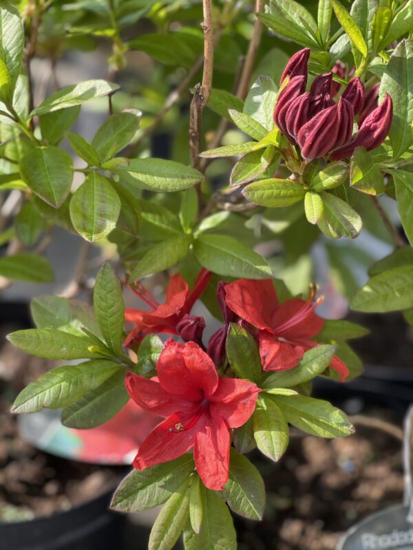 rododendron azalea nabucco